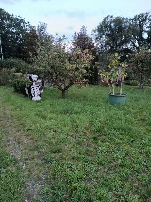 Sonnenblumen